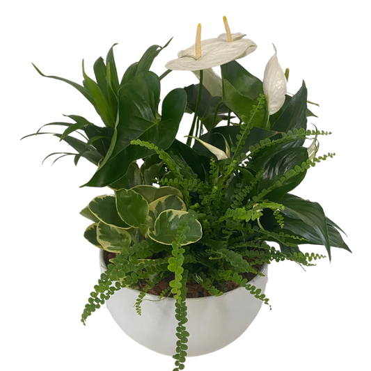 XL White Tropical Ceramic Dish Garden