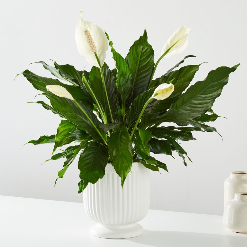 FTD® Comfort Planter