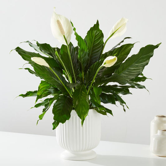 FTD® Comfort Planter