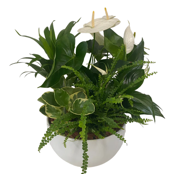XL White Tropical Ceramic Dish Garden