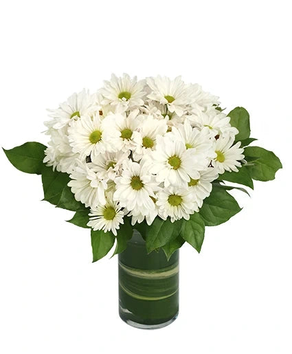 Dazzling Daisy Poms