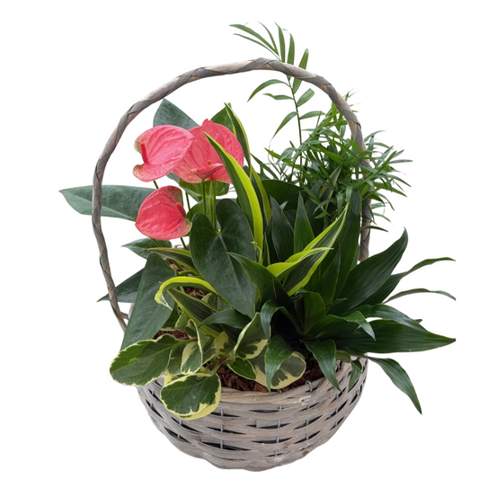 Pink anthuriums and green plants arranged in a woven basket
