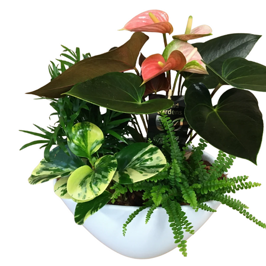 Pink anthuriums and assorted foliage in a white bowl